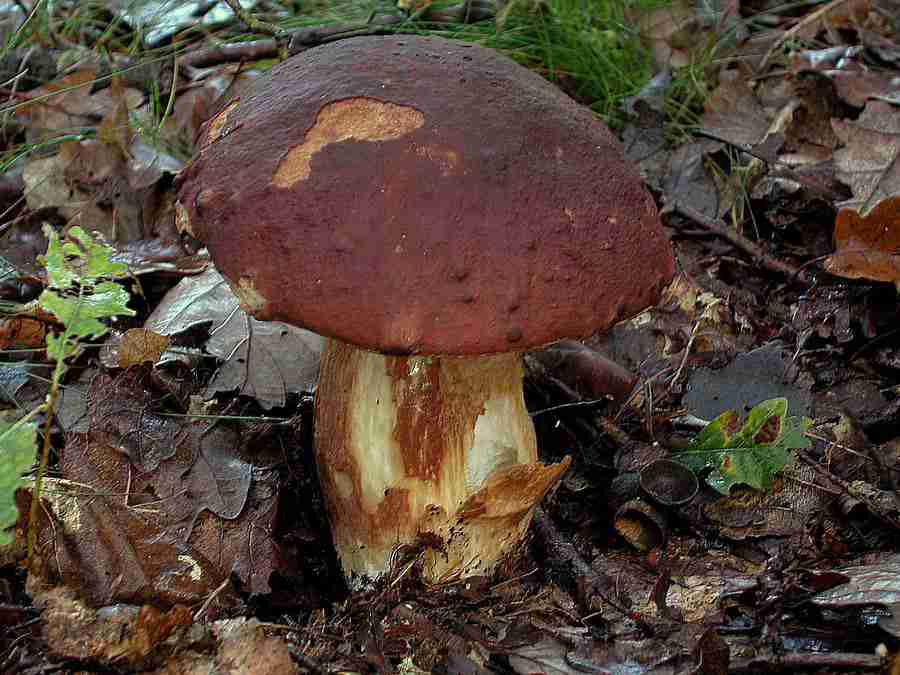  Image name: 90 Porcino.jpg 
 width: 900 pixel 
 height: 675 pixel 
 Size: 56204 bytes 
 Click to enlarge 